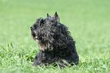 BOUVIER DES FLANDRES 369